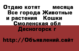 Отдаю котят. 1,5 месяца - Все города Животные и растения » Кошки   . Смоленская обл.,Десногорск г.